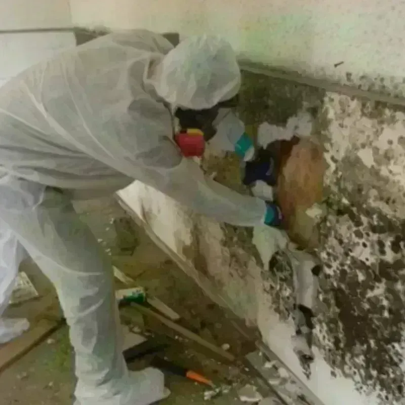 Mold Remediation and Removal in Exeter, CA